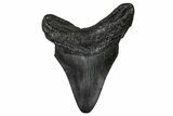 Fossil Megalodon Tooth - South Carolina #374788-1